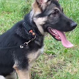 German Shepherd Puppies from Sandy’s Shepherds