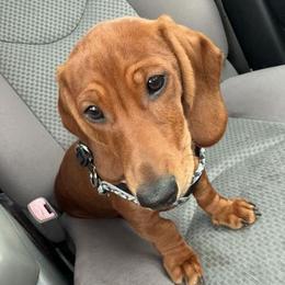 Dachshund All Grown Up from TX Dachshunds