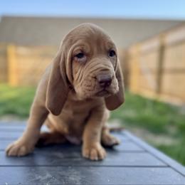 Hank - Red Bloodhound puppy in Inman, Nebraska from Sandhill Hounds of Nebraska
