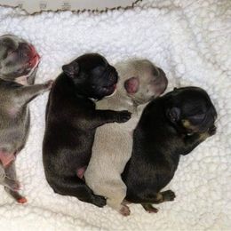 French Bulldog Puppies from Wind Ridge Frenchies