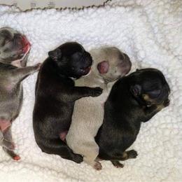 French Bulldog Puppies from Wind Ridge Frenchies