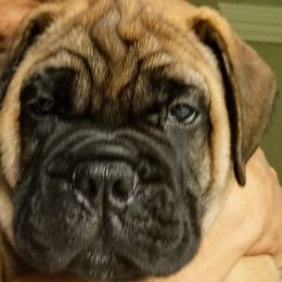 Bullmastiff Puppies from Faulkner Bullmastiffs