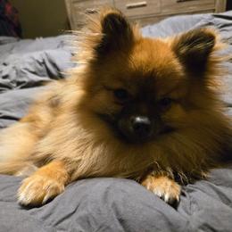 Missy - Pomeranian