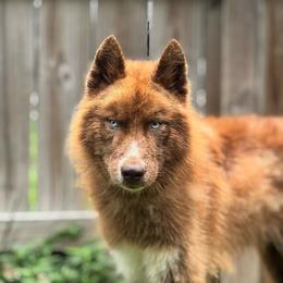 Charlie - Red and white male Siberian Husky puppy in Virginia from WJKennels