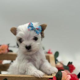 Mika - Parti female Yorkshire Terrier puppy in Benton, Illinois from Furry Tailz Yorkies