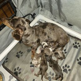 Reese - Dachshund