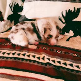 Girl 2 - Red merle female Australian Shepherd puppy in Clermont, Georgia from Chapman’s Australian Shepherds