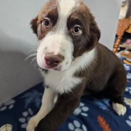 Justin - Red & white male Australian Shepherd puppy in Crestline, Ohio from High Desert Aussies