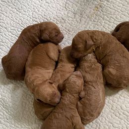 Goldendoodles from Doodle This and Doodle That