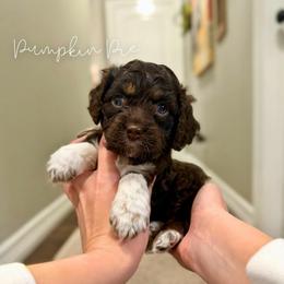 Pumpkin Pie - Brown white and tan female Cockapoo puppy in Oologah, Oklahoma from Timber Hills Poodles and Doodles