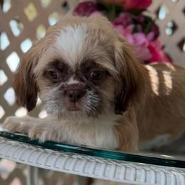 Louie - Tricolor male Shih Tzu puppy in Victorville, California from Precioustzus