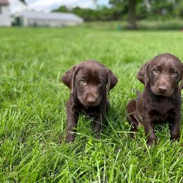 Australian Shepherd and Labrador Retriever Puppies from Wheatland Dog Center