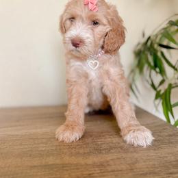 Haven - Apricot female Goldendoodle puppy in Waterford, California from Alvdoodles