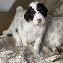 Humphrey - Chocolate male Assorted Doodle Crosses puppy in West Monroe, Louisiana from Southern Haven Doodles