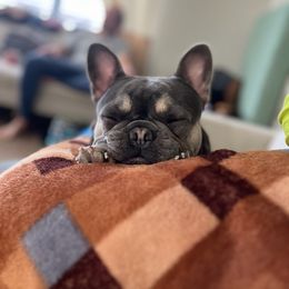 French Bulldog Puppies from LMD Frenchies