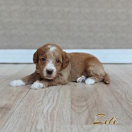 Ziti (Lt Blue Collar) - Apricot male Goldendoodle puppy in Guthrie, Oklahoma from Edmond Doodles, LLC