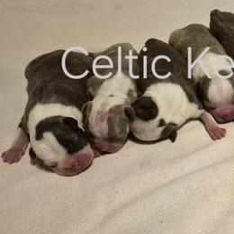 Boston Terrier Puppies from Celtic Kennel Bostons