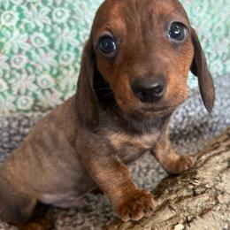 Logan - Brindle male Dachshund puppy in Mountain Home, Arkansas from Furry Friends Kennel