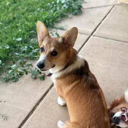 Lollie - Pembroke Welsh Corgi