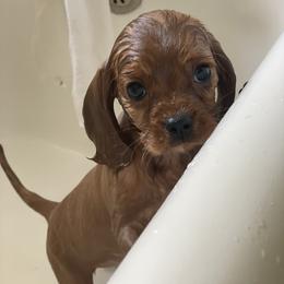 Cavalier King Charles Spaniel Puppies from Colorful Cavaliers
