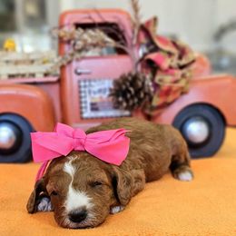 Bailey's Lime Girl - Red  female Goldendoodle puppy in Kountze, Texas from Texas Doodles LLC