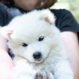 Pomsky Puppies from New World Pomskies
