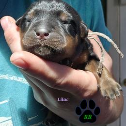 Lilac - Black and mahogany female Rottweiler puppy in Tangent, Oregon from Raya's Royals