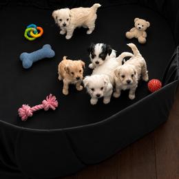 Maltipoo Puppies from Tiffany Akins