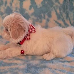 Doug - White male Shih Tzu puppy in Silver Springs, Nevada from Meadowlyn's Dream Shih Tzu