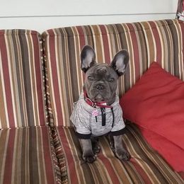 French Bulldog All Grown Up from Blue Cedar Kennels