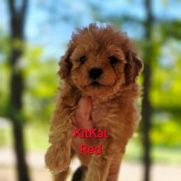 Girl 3 - Red female Cavapoo puppy in Lincolnton, North Carolina from Cuddable Pups