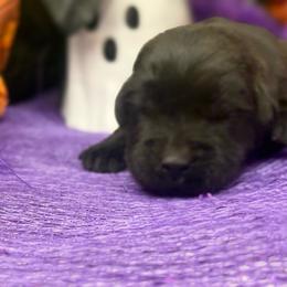 Boooooo - Black female Labrador Retriever puppy in Dixon, California from Rosslyn Labradors (Rose-Line)