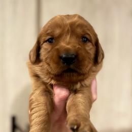 Golden Retriever Puppies from Shupe’s Sweet Southern Goldens