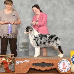 Halo - Australian Shepherd