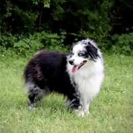 Liam - Miniature Australian Shepherd