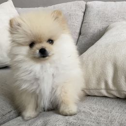 Biscuit - Cream male Pomeranian puppy in Citrus Heights, California from Yev and Marina's Pomeranians (AKC)