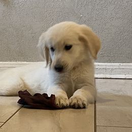 Miss Yellow - Light golden Golden Retriever puppy in Conroe, Texas from Golden Keys Kennels