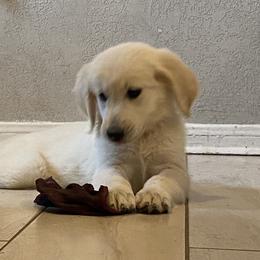 Miss Yellow - Light golden Golden Retriever puppy in Conroe, Texas from Golden Keys Kennels