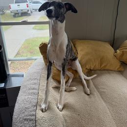 Whippet Puppies from Hertzog  Whippets