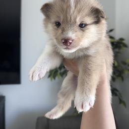 Pomsky Puppies from Velvet Pomskies
