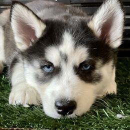 Siberian Husky Puppies from Husky Love and Pups