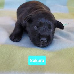 Sakura - Black female Miniature Schnauzer puppy in Piedmont, Oklahoma from J&K's Miniature Schnauzers