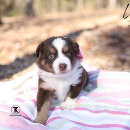 Lucy - RTF - Red tri female Miniature Australian Shepherd puppy in Nacogdoches, Texas from TK Standard, Mini, & Toy Aussies
