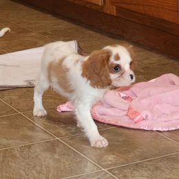 Girl 2 - female Cavalier King Charles Spaniel puppy in Pleasant City, Ohio from cywood's ohio cavaliers