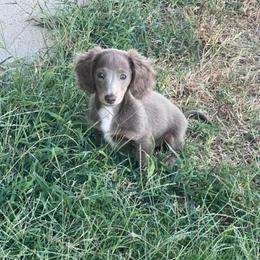 Dachshund Puppies from Vandruff Creek Mini Dachshunds