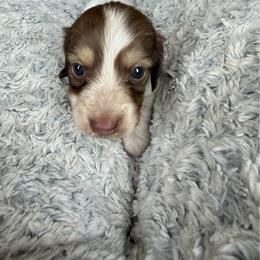 Scooby - Chocolate and cream male Dachshund puppy in Jarales, New Mexico from Poker Paws Dachshunds