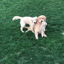 Golden Retriever Puppies from Em's Golden Retrievers