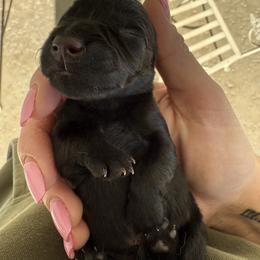Rollie - Black brindle female Scottish Terrier puppy in Yucaipa, California from Janaea Parrish