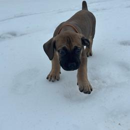 Male - Red male Boerboel puppy in Flemingsburg, Kentucky from Aussgardian Boerboels