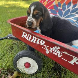 Freckles - Black brown and white male Basset Hound puppy in Flemington, Missouri from Porch Sittin' Hounds